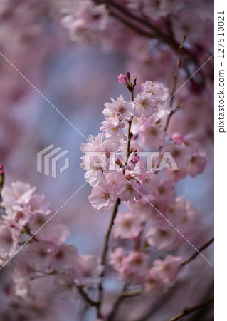 Toyama, Nanto City: Cherry blossom trees along the Daimon River Toyama, Nanto City: Cherry blossom trees along the Daimon River 127510021