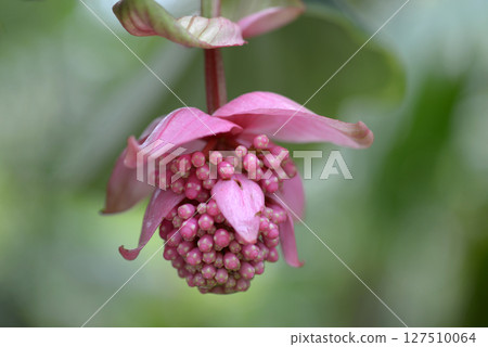 Medina Magnifica 127510064