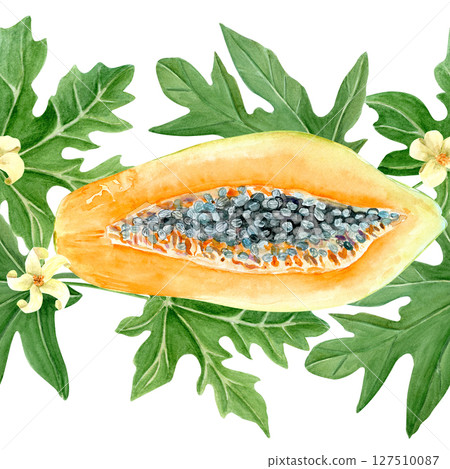 Papaya fruit slice, leaf and flowers watercolor seamless border isolated on white. Hand drawn illustration perfect for cards, banners, tape, textile, stationary design. Exotic plant clipart. Lush Papaya fruit slice, leaf and flowers watercolor seamless border isolated on white. Hand drawn illustration perfect for cards, banners, tape, textile, stationary design. Exotic plant clipart. Lush 127510087