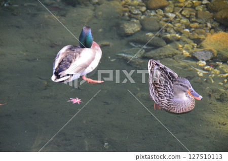 Two spot-billed ducks (Tokugawa Garden/Tokugawacho, Higashi Ward, Nagoya City, Aichi Prefecture) Two spot-billed ducks (Tokugawa Garden/Tokugawacho, Higashi Ward, Nagoya City, Aichi Prefecture) 127510113