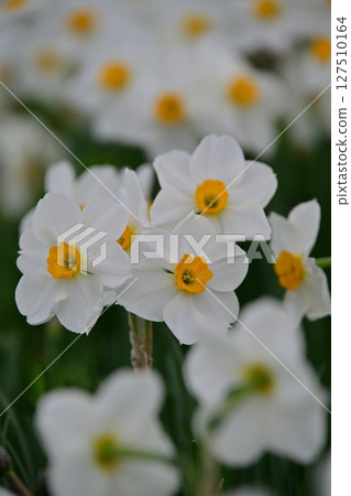 Tonami Yumenodaira Ski Resort and Daffodils 127510164