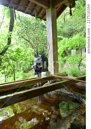 Himi City, Isobe Shrine, Wisteria flowers 127510204