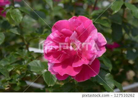 Guy Savoie Rose Flower 127510262