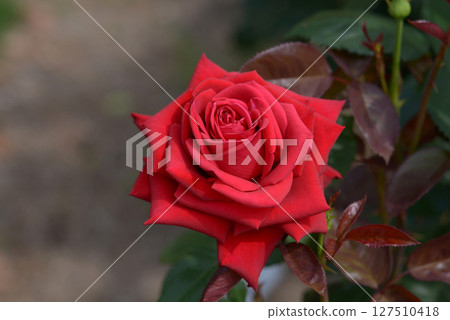 康拉德·亨克爾玫瑰 127510418