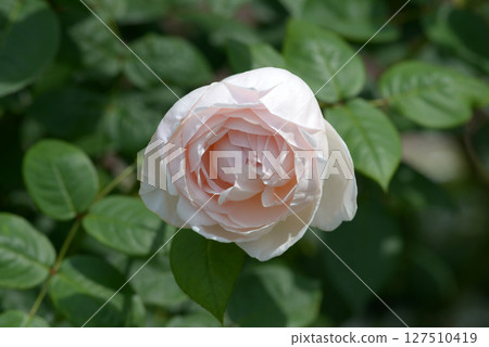 聖塞西莉亞玫瑰花 127510419