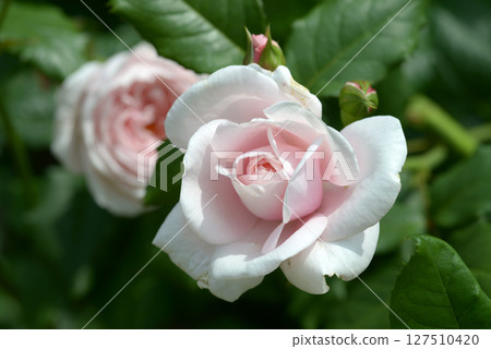 內瑪玫瑰花 內瑪玫瑰花 127510420