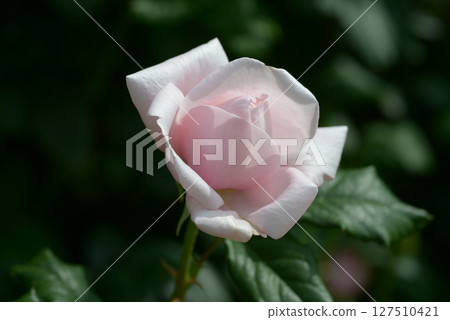 內瑪玫瑰花 127510421