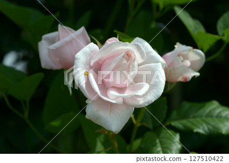 內瑪玫瑰花 127510422