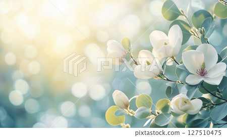 White magnolia flowers blooming in a soft sunlight with a blurred background 127510475