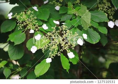 初夏森林：攀緣繡球花開始綻放 127510531