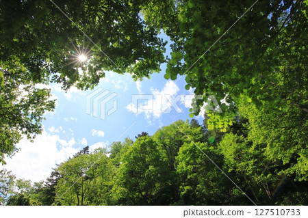 Early summer in Hokkaido: Looking up at the sky above the virgin forest Early summer in Hokkaido: Looking up at the sky above the virgin forest 127510733