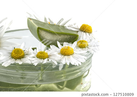 Aloe Vera Slice and Daisy Flowers on Glass Container with White Background 127510809