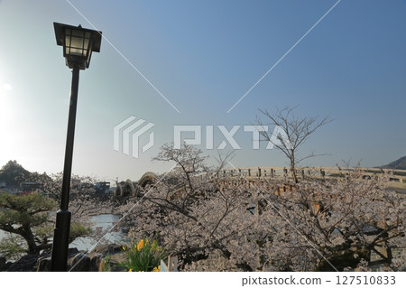 Beautiful spring scenery of Iwakuni Kintaikyo Bridge with cherry blossoms in full bloom 127510833