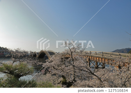Spectacular view of Iwakuni Kintaikyo Bridge decorated with cherry blossoms in full bloom 127510834