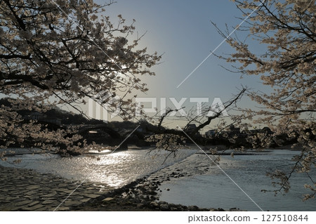 岩國錦帶橋，宛如盛開的櫻花映襯下的剪影 127510844