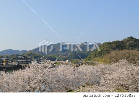 岩國市錦川河畔盛開的櫻花與藍天形成美麗的對比。 127510852