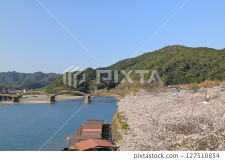 岩國市錦川沿岸的錦帶橋，兩側櫻花樹成蔭 127510854