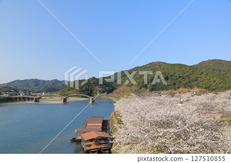錦帶橋橫跨岩國市錦川，春日景色優美 127510855