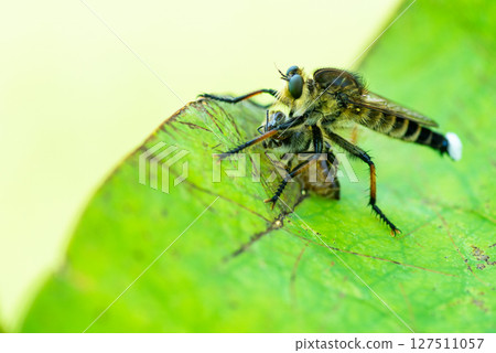 The most powerful hunter in the insect world, the stag beetle, resting on a lotus leaf and preying on its prey. 127511057
