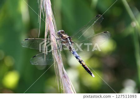 一隻白尾鷸正在休息翅膀 127511093