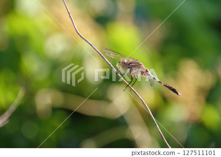 一隻白尾鷸正在休息翅膀 127511101