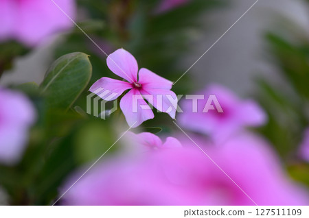 Delicate pink blooms emerge in a vibrant garden during a sunny afternoon. Generative AI 127511109