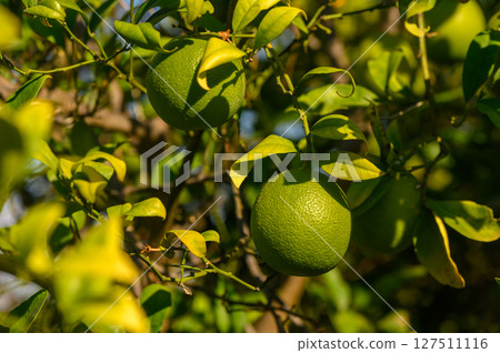 Lush citrus grove during early morning light showcasing vibrant green fruit. Generative AI 127511116