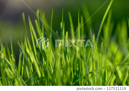 Lush green grass sways gently under the warm sunlight in a tranquil meadow. Generative AI Lush green grass sways gently under the warm sunlight in a tranquil meadow. Generative AI 127511119
