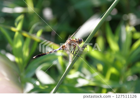 一隻白尾鷸正在休息翅膀 一隻白尾鷸正在休息翅膀 127511126