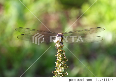 一隻白尾鷸正在休息翅膀 127511127