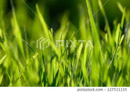 Lush green grass glistens under the warm sunlight on a serene afternoon outdoors. Generative AI Lush green grass glistens under the warm sunlight on a serene afternoon outdoors. Generative AI 127511135
