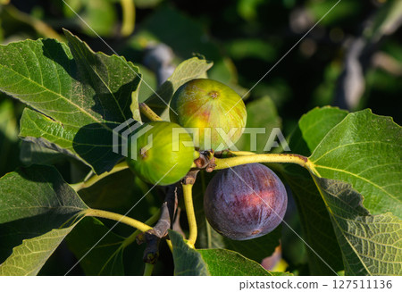 Figs ripening on a tree branch in a sunny orchard during late summer harvest season. Generative AI 127511136