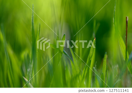 Lush green grass swaying gently in the warm afternoon breeze under a clear sky. Generative AI 127511141