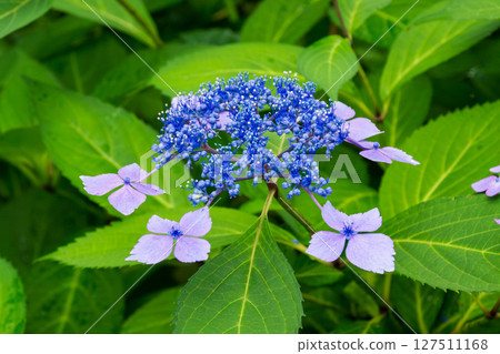 經濟花園裡的繡球花盛開 127511168