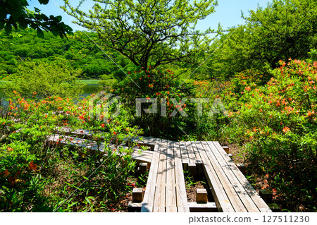 Wood path and astragalus azalea 127511230