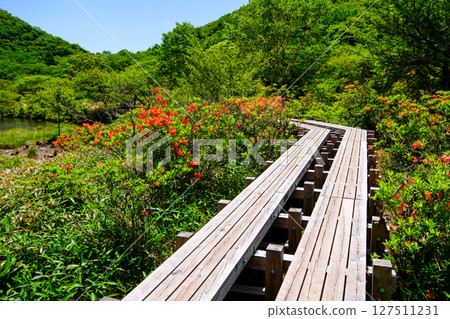 Renge azalea blooming along the boardwalk 127511231