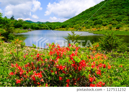 Rengetsuji blooming at Kakumanbuchi 2 127511232