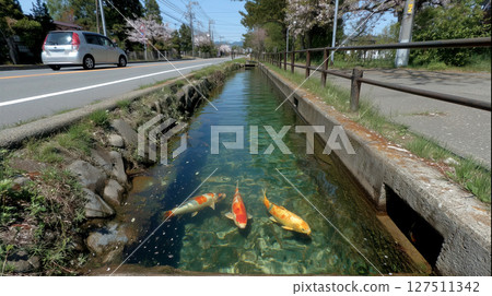 Koi fish swim in clear Japanese roadside drain, surrounded by concrete and nature 127511342
