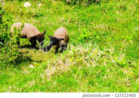 Pair of lambs 127511400