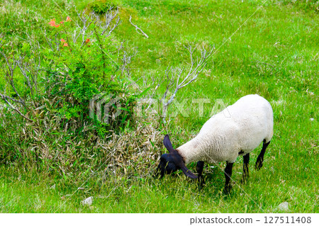 放牧綿羊 1 127511408