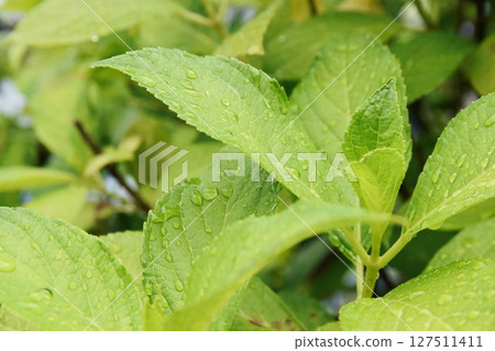 A small insect resting its wings on a green leaf A small insect resting its wings on a green leaf 127511411