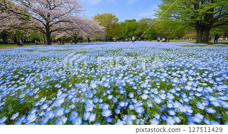 壯觀的粉蝶花和櫻花花田 壯觀的粉蝶花和櫻花花田 127511429