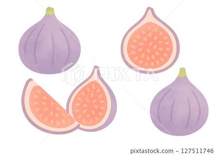 無花果水彩畫、整果、切果、秋果 127511746