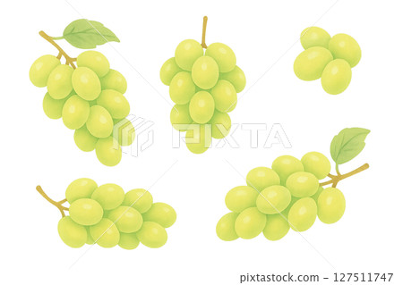 閃耀麝香葡萄酒水彩插圖、葡萄串和穀物套裝、水果材料 127511747
