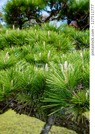 Young shoots of pine Young shoots of pine 127511777
