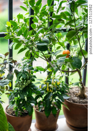 Blooming potted citrus calamondin tree with fragrant scented flowers on balcony at home.  127511982