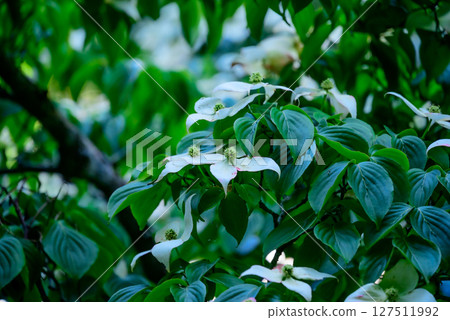 White flowers of Yamabote 127511992