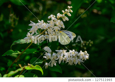 Pieris melete sucking nectar from flowers 127511993