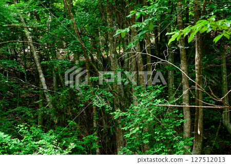 Deep in the birch forest 127512013