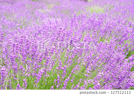 Lavender flowers Lavender flowers 127512113